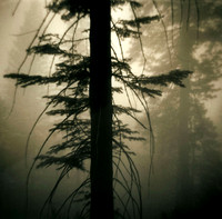 Redwood in Fog